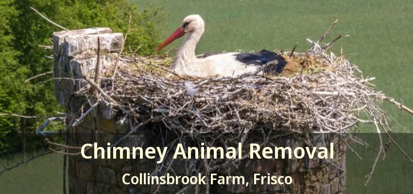 Chimney Animal Removal Collinsbrook Farm, Frisco - TX