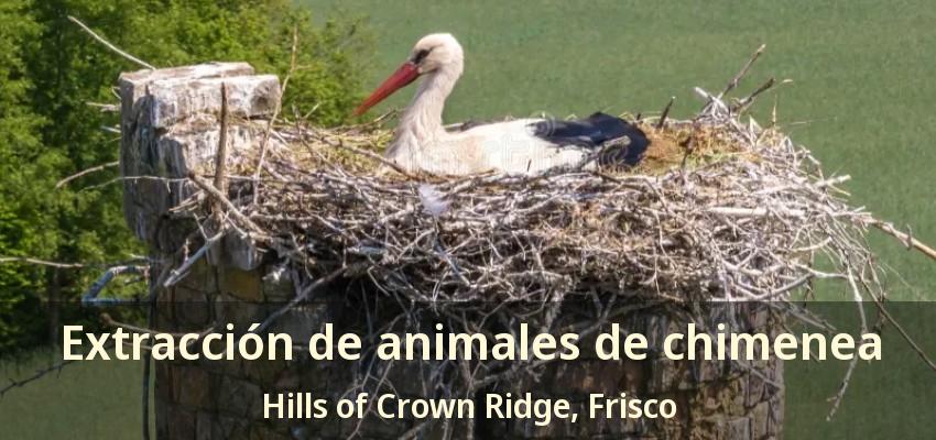 Extracción de animales de chimenea Hills of Crown Ridge, Frisco - TX